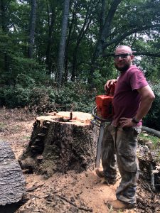 tree stump removal