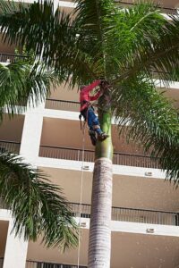 palm tree root removal Adelaide